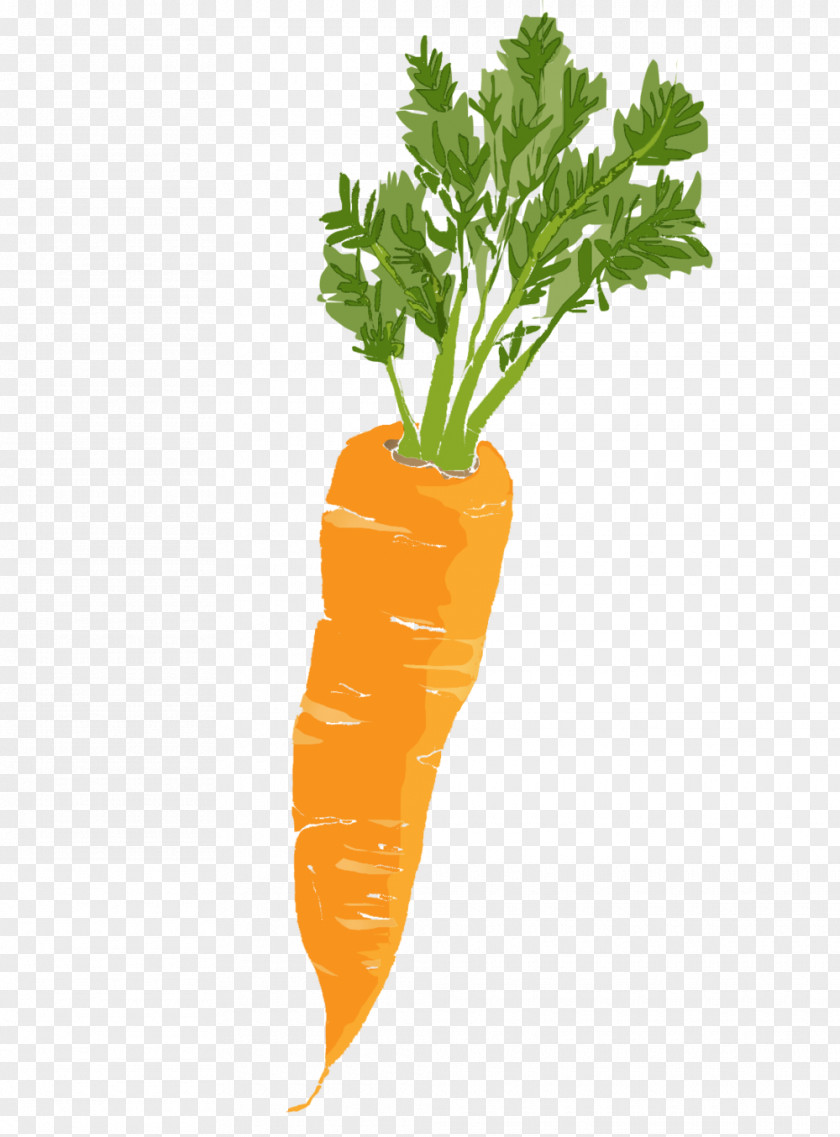 Carrots Baby Carrot Leaf Vegetable PNG
