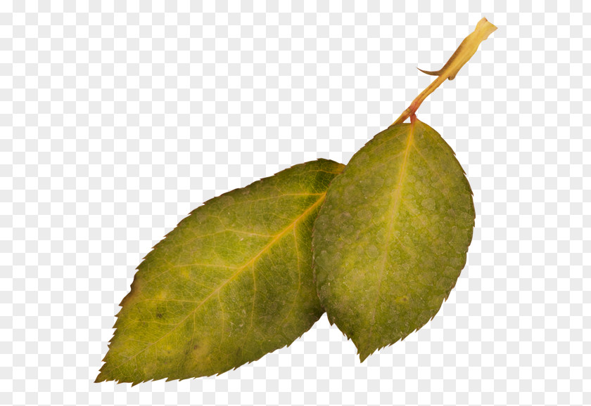 Twigs Leaf Plant 0 1 2 PNG