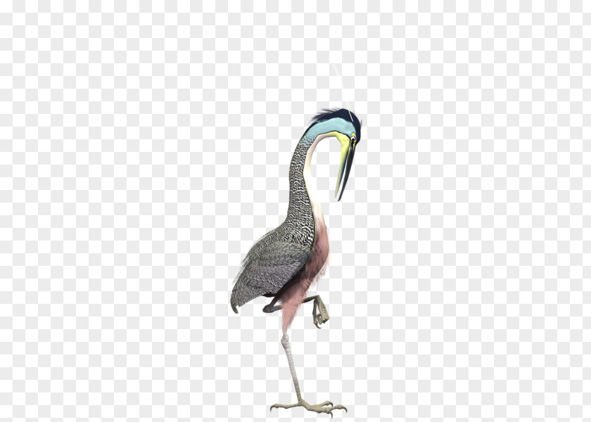 Wild Crane Hautes-Pyrxe9nxe9es Google Daydream Goose Color PNG