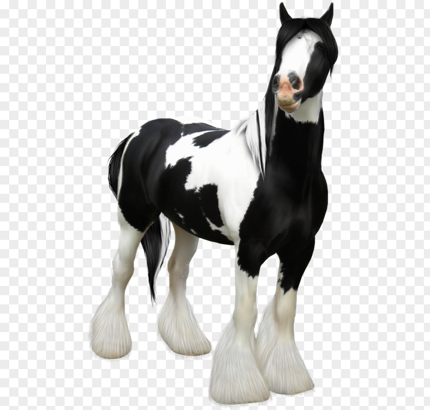 Aaa Horse Black And White PNG