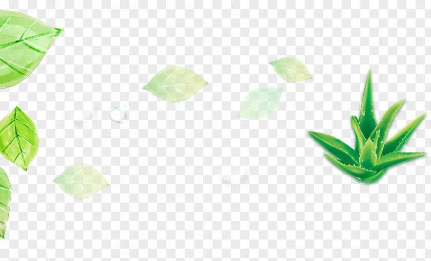 Add Green Aloe Leaves Leaf Designer PNG