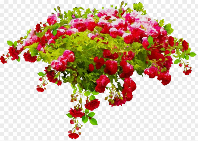 Annual Plant Petal Flower Bougainvillea Flowering Leaf PNG