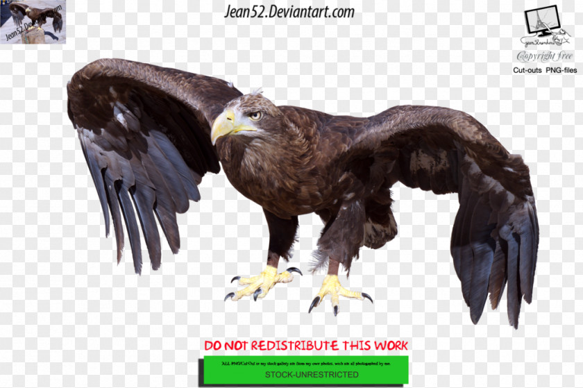Bird Bald Eagle Desktop Wallpaper PNG