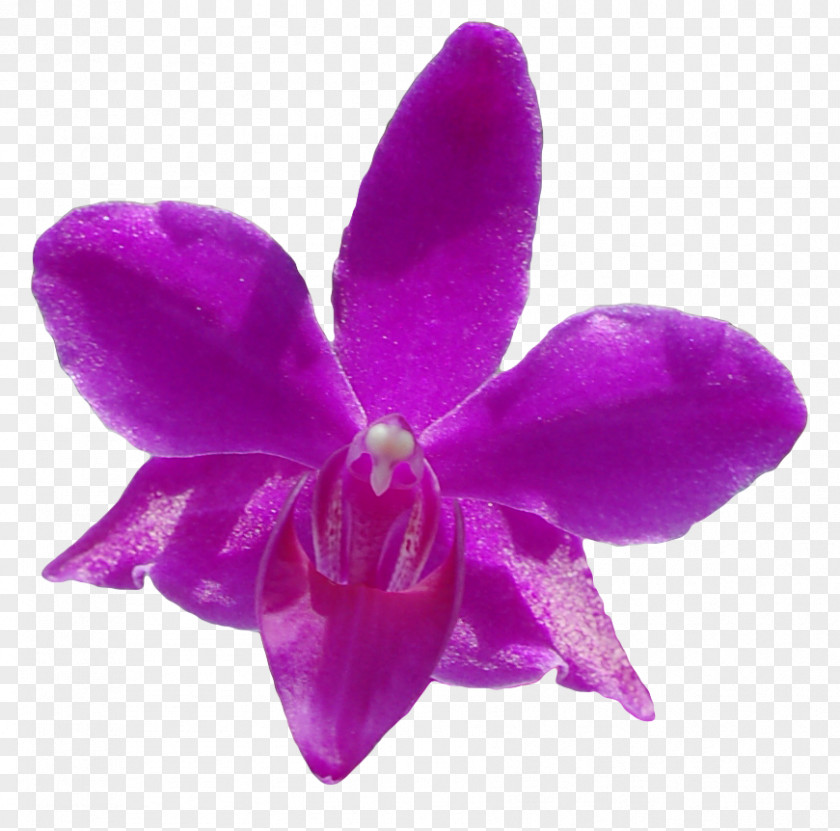 Moth Orchids Cattleya Herbaceous Plant PNG