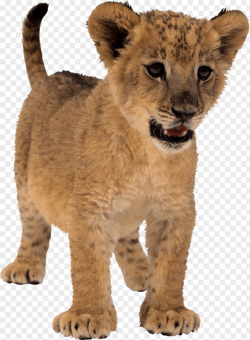 Small Lion Image PNG