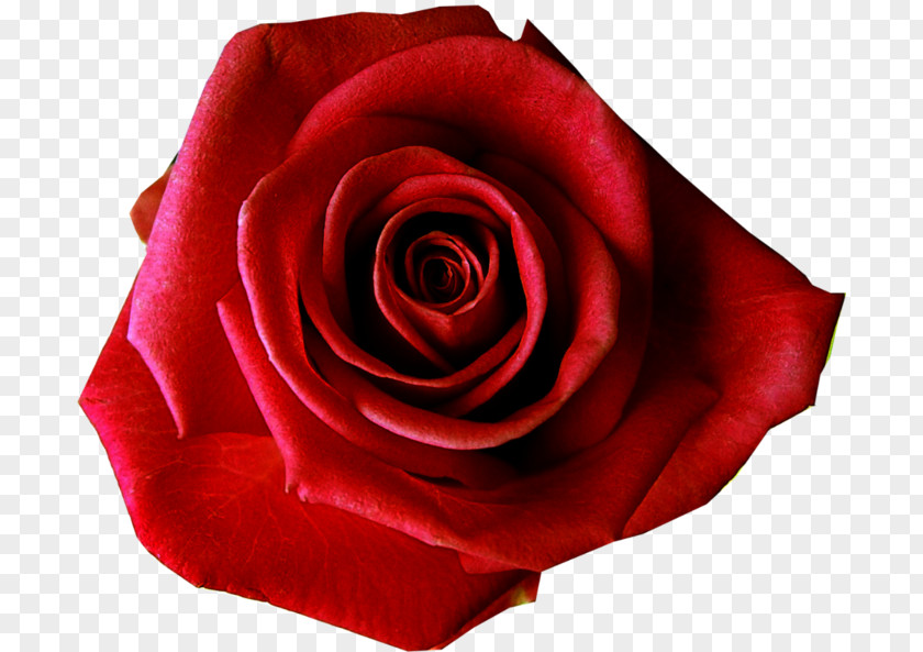Beautiful Rose Flower Preservation Desktop Wallpaper Red PNG