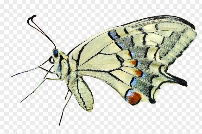 Butterfly Macro Photography PNG