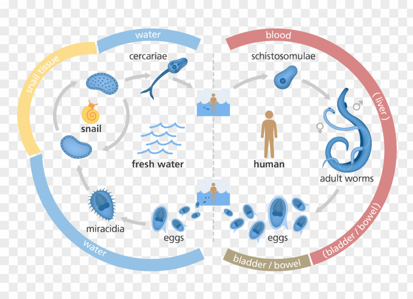 Christmas Fig. Schistosoma Mansoni Japonicum Haematobium Schistosomiasis Biological Life Cycle PNG