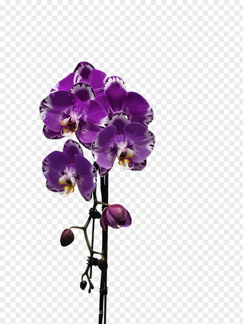 Cut Flowers Moth Orchid Flower Flowering Plant Violet Purple PNG