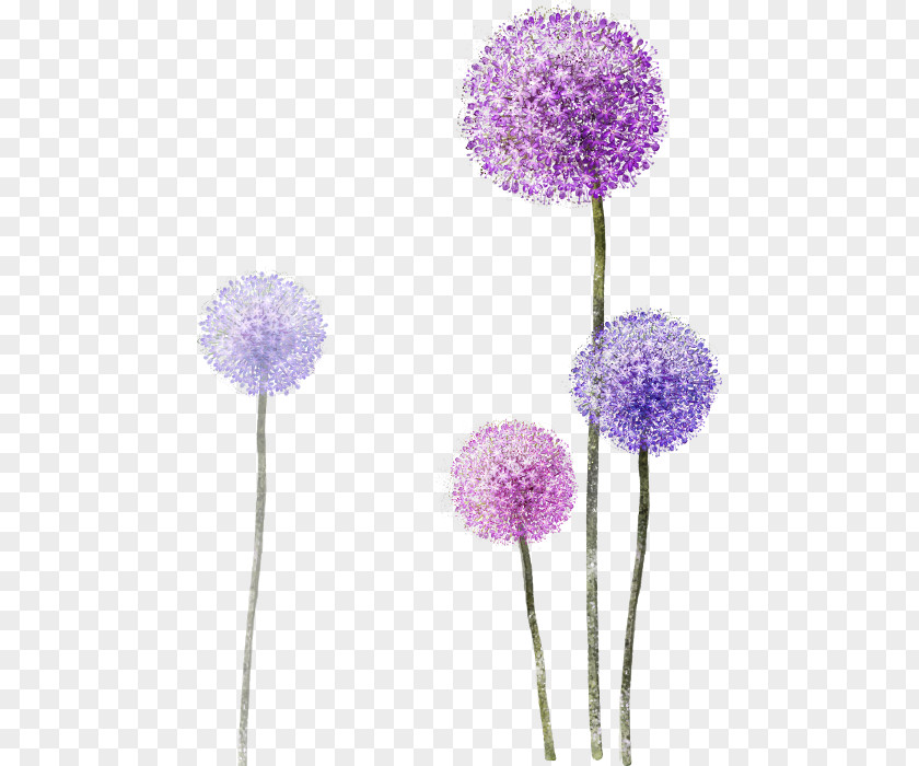 Drawing Common Dandelion Tattoo PNG