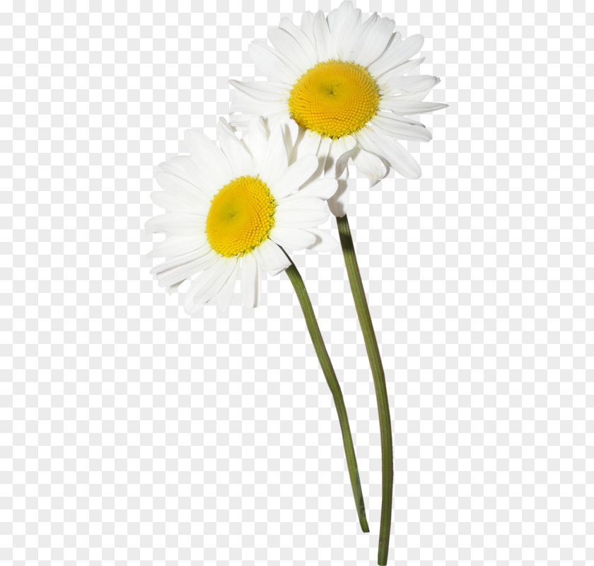 Floral Design Creative Watercolor Common Daisy German Chamomile Flower Clip Art PNG