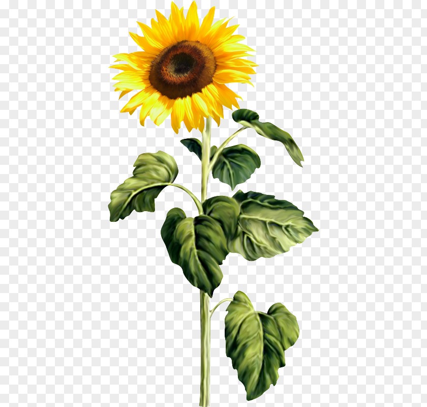 Girasoles Common Sunflower Clip Art PNG
