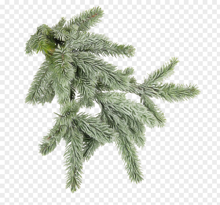 Oregon Pine American Larch Columbian Spruce White Yellow Fir Shortleaf Black Tree PNG