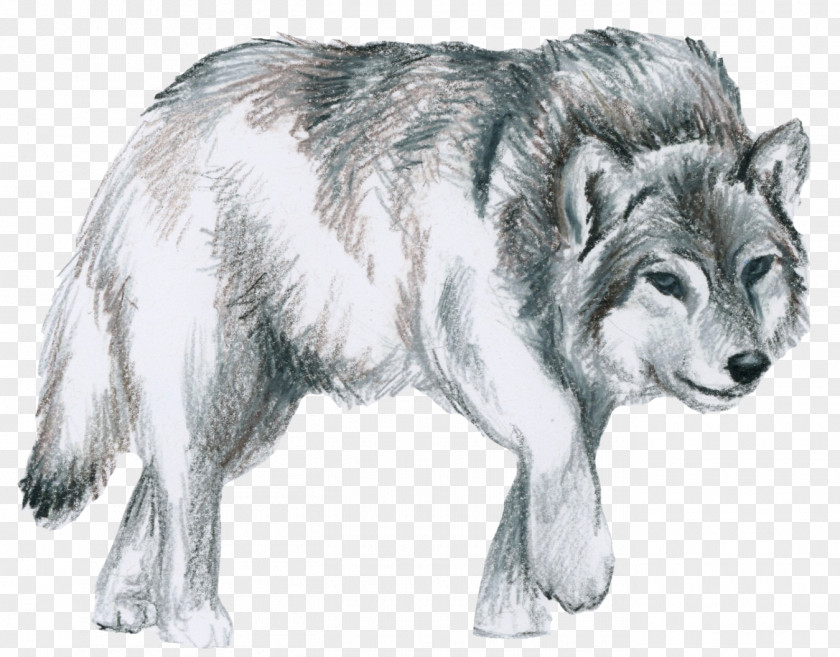 Shepherd Saarloos Wolfdog Native American Indian Dog Canidae Alaskan Tundra Wolf PNG