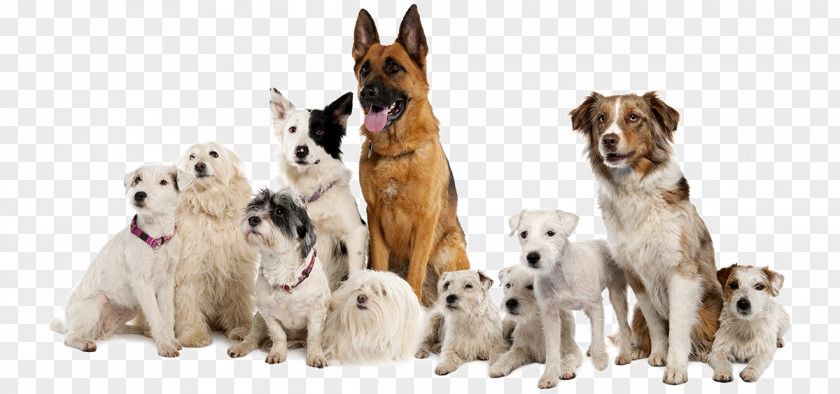 Boxer German Shepherd Parson Russell Terrier Border Collie Pet Sitting PNG