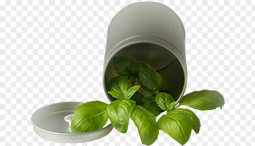Cylinder Green Leaves Basil Spice Pianta Aromatica Vegetable Condiment PNG