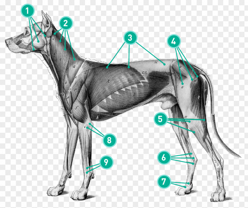 Dog Anatomy Art Anatomia Animal PNG