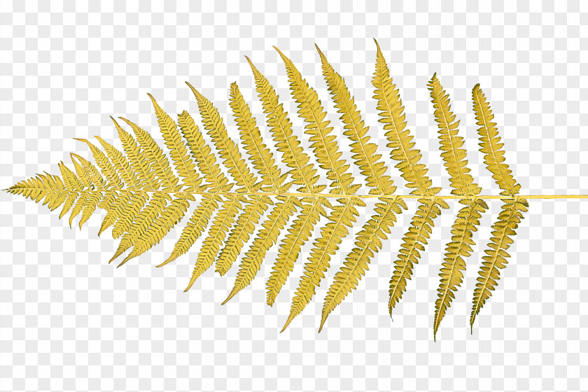 Fern Plant PNG