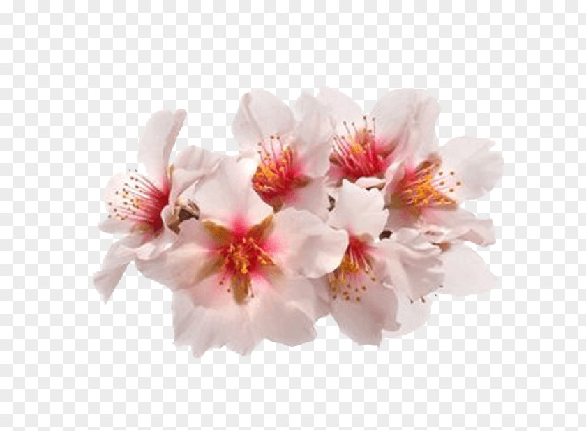 Prunus Spring Cherry Blossom PNG