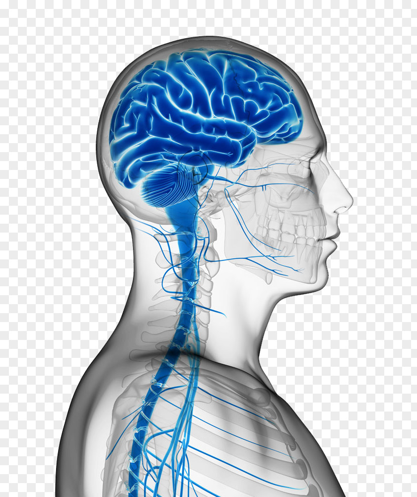 Brain And Nerve High-definition Buckle Material Amyotrophic Lateral Sclerosis Parkinsons Disease Stroke Neurodegeneration PNG