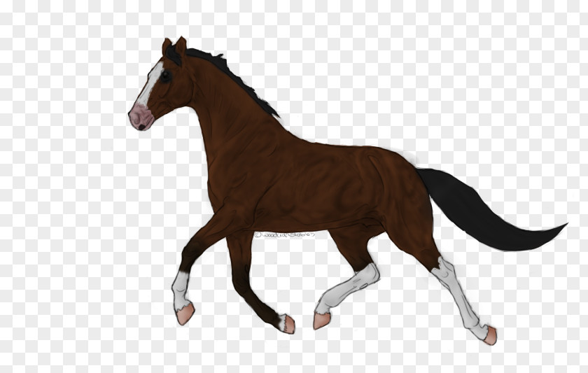 Dog Foal Stallion Mustang Mare PNG