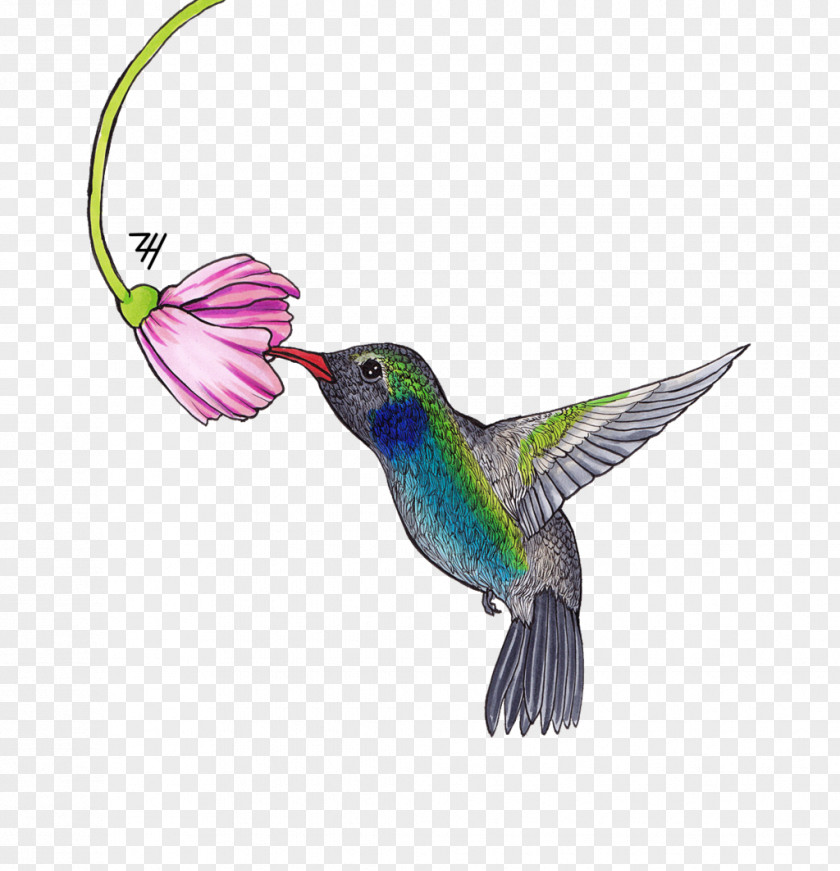 Hummingbird Feather Beak Wing PNG