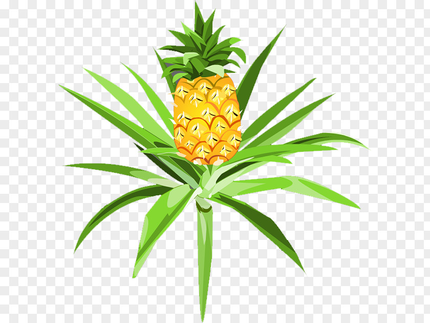 Pineapple Pitaya Auglis PNG