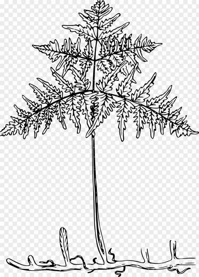 Root Clipart Fern Bracken Drawing PNG