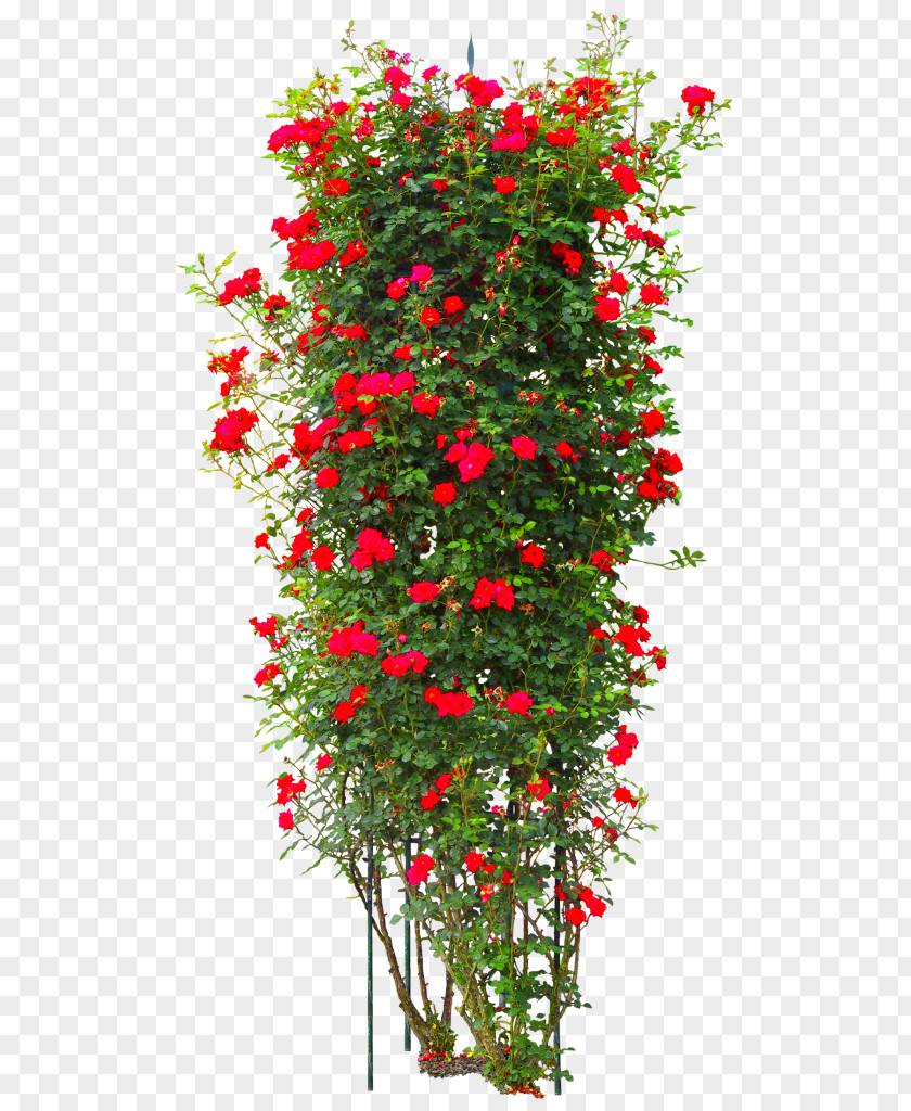 Rose Tree Shrub PNG
