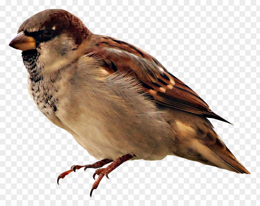 Sparrow Bird House Real Animal Sounds Pet PNG
