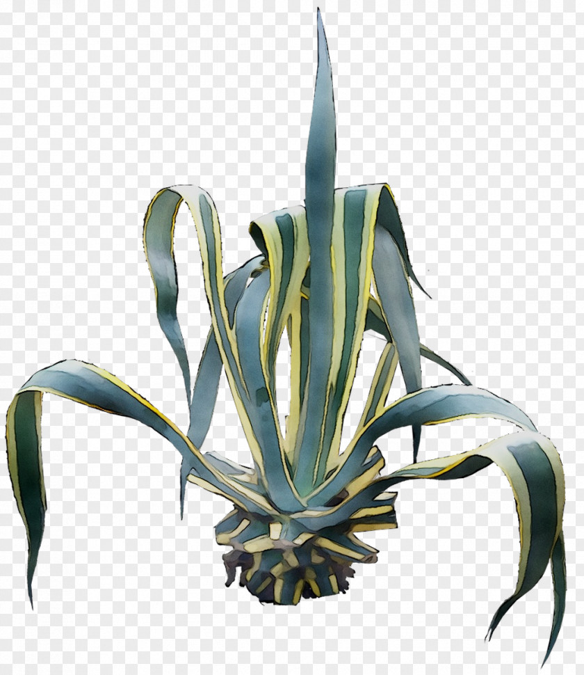 Agave Tequilana Nectar Aloe Vera Aloes PNG