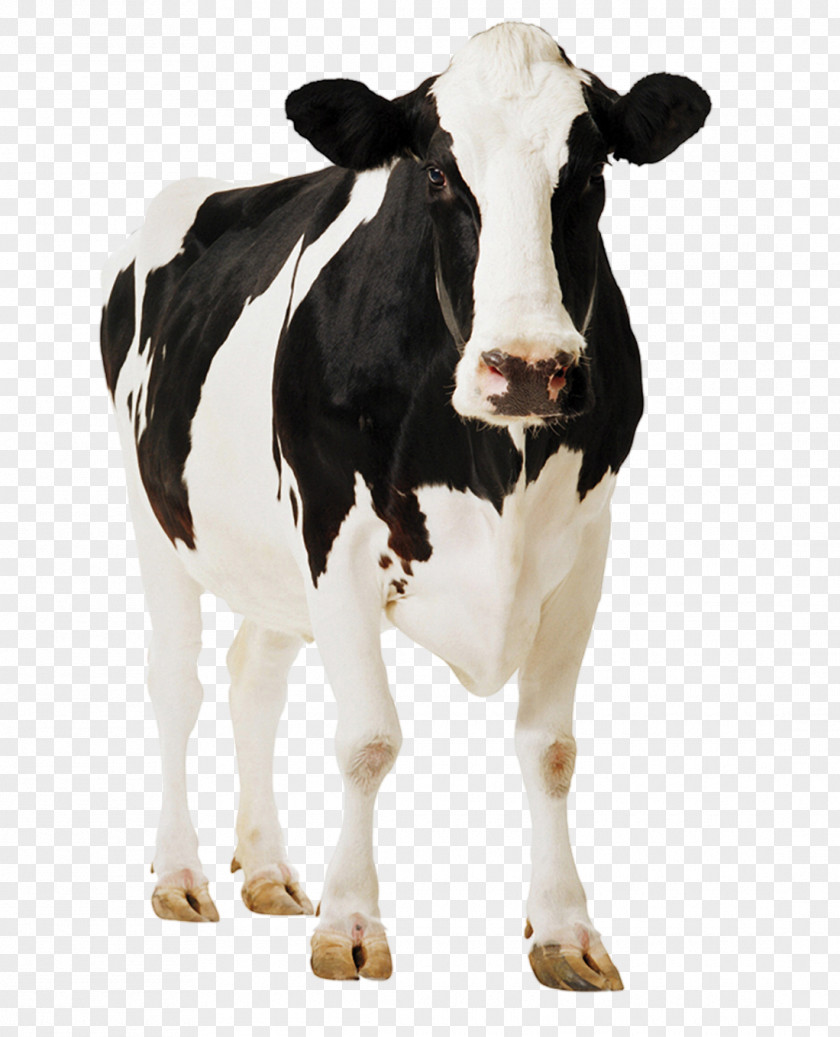Animal Collection Standee Holstein Friesian Cattle Poster Cardboard Paperboard PNG