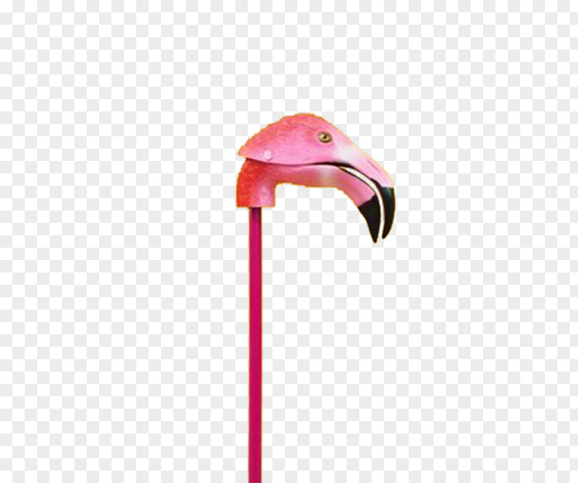 Flamingos Flamingo Bird Pink PNG