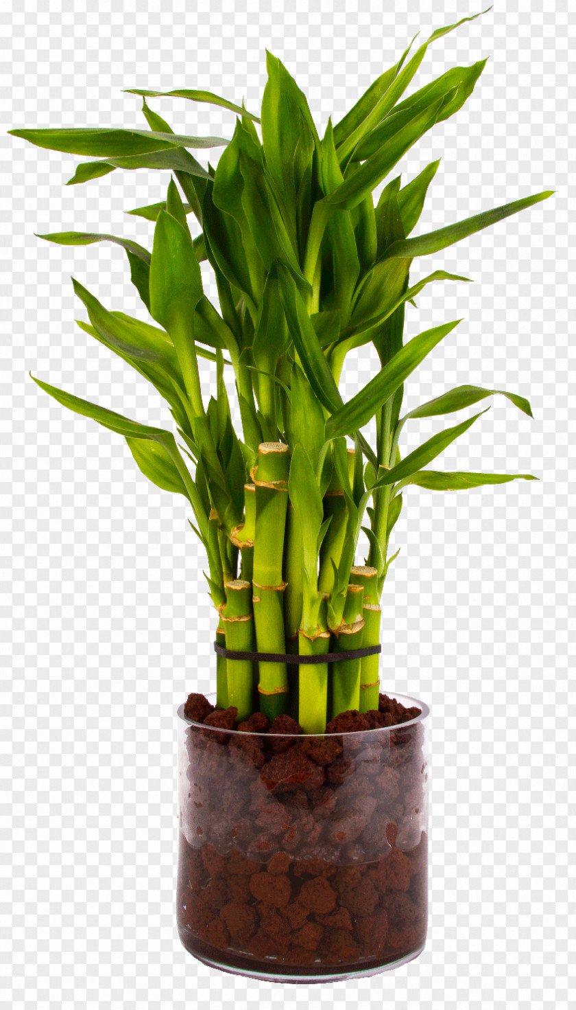 Lucky Bamboo Tropical Woody Bamboos Houseplant Flowerpot PNG