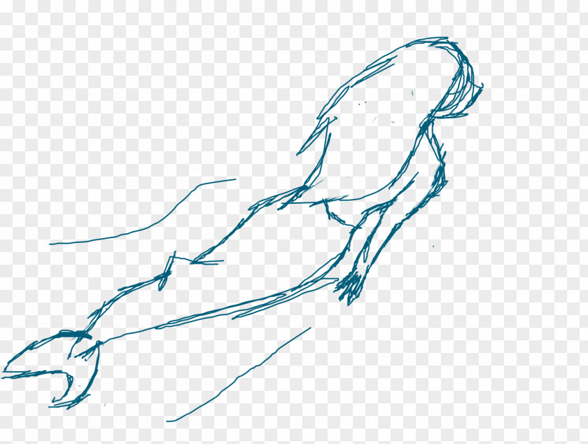Shark TAIL Beak Drawing Sketch PNG