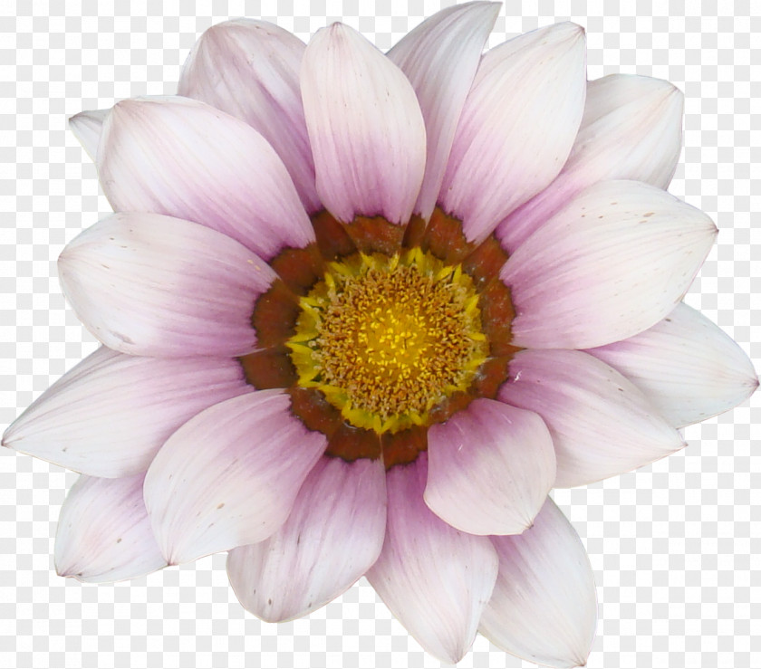 Beautiful Flowers Picture Material,Pink Gerbera Common Sunflower Transvaal Daisy PNG