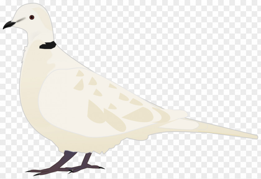 Bird Beak Columbidae Seabird Domestic Pigeon PNG