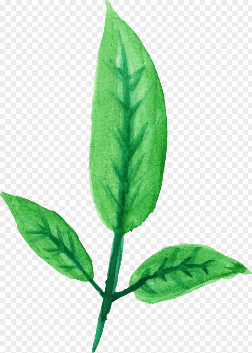Coca Flowering Plant Leaf Flower PNG