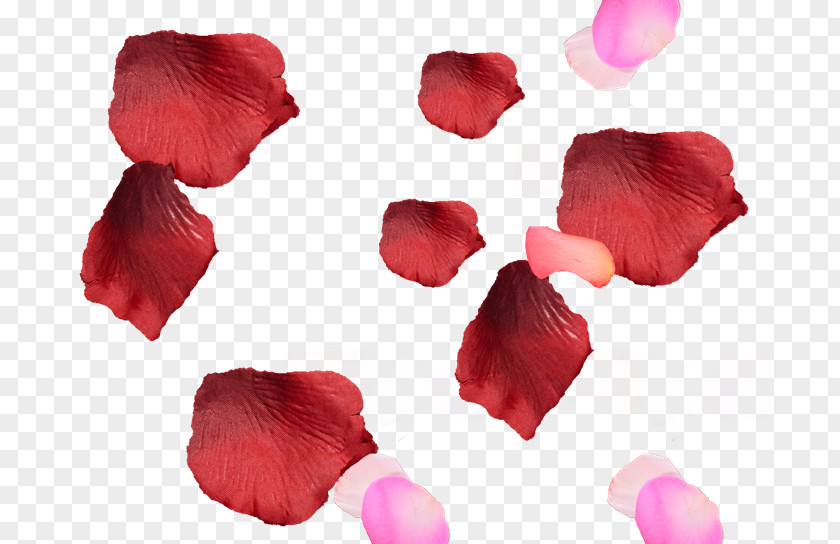 Flower Petal Photography PNG