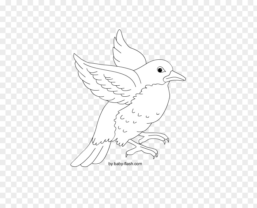 Line Art Beak Drawing /m/02csf Feather PNG
