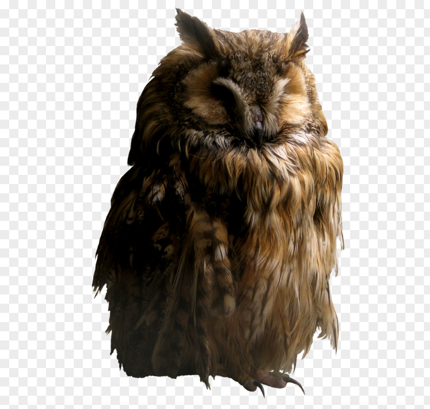 Owl Online Writing Lab Icon PNG
