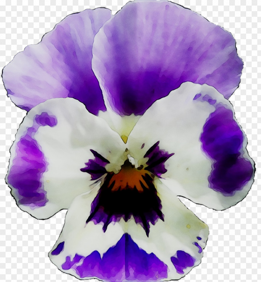 Pansy Common Blue Violet Viola Labradorica Marsh Clip Art PNG