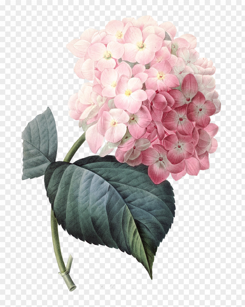 Watercolor Roses French Hydrangea Pink Flowers Clip Art PNG