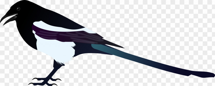 Bird Eurasian Magpie Korean Clip Art PNG