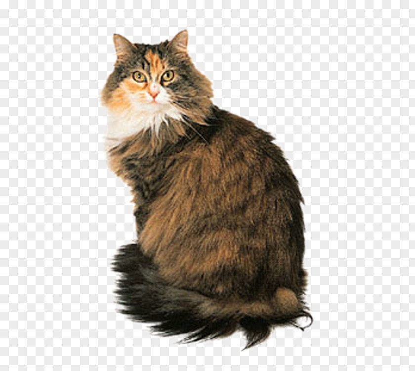 Cute Cat Maine Coon Persian Turkish Angora Siamese Norwegian Forest PNG