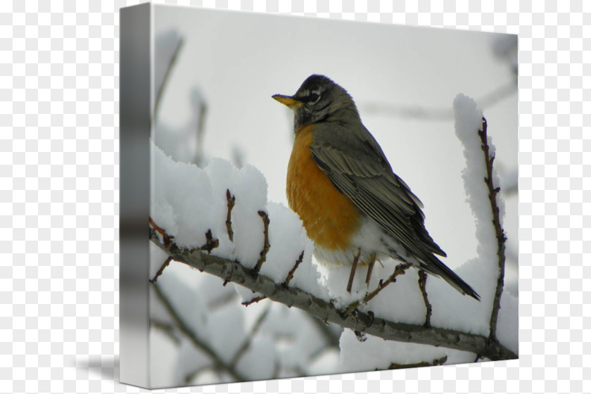 European Robin Desktop Wallpaper PNG