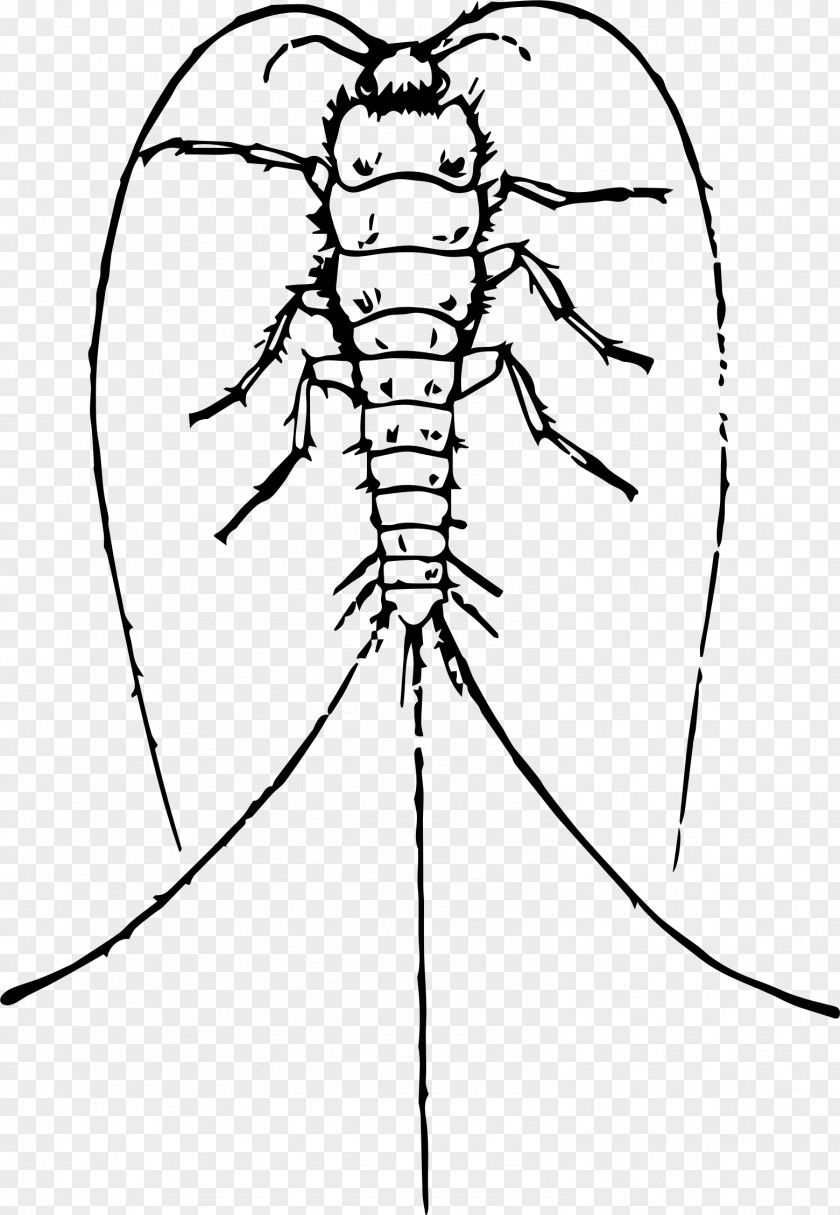Insect Drawing Silverfish Clip Art PNG