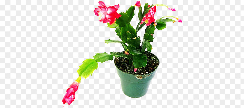 Flower Penjing Flowerpot Graphic Design Plant PNG