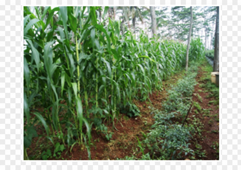 Kerja Bakti Cibunar Cash Crop Plantation Agriculture Agricultural Land PNG