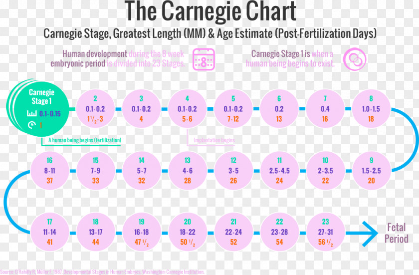 Lemp Human Developmental Anatomy Carnegie Stages Biology PNG